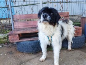 Otto sucht ein Zuhause!