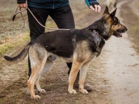 Szorin, Schäferhundmischling - ein sehr treuer Freund