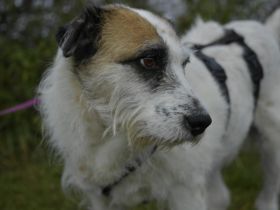 Motte, ein ruhiger Engel auf 4 Pfoten.