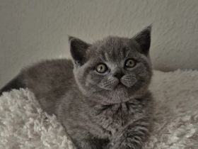 Britische Kurzhaar Kitten