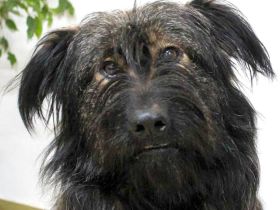 Sanfter Grey sucht Menschen die ihn schätzen