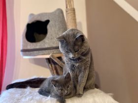 Chartreux / Kartäuser Kätzchen