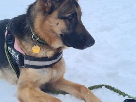 Altdeutsche Schäferhund Welpen