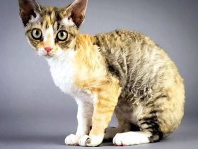 German Rex Katze gesucht weiblich