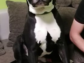 Suche ein Herrchen oder Frauchen mit Erfahrung