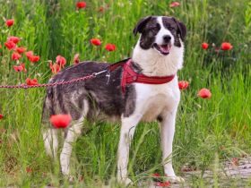 Verspielter Rüde Siggi sucht sein Zuhause.