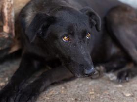 Schwarze Schönheit Rhodica