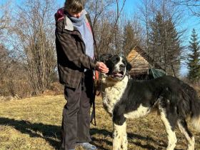 Sanfter Riese ALEK auf vier Pfoten möchte  geliebt werden!