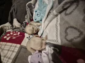 Chihuahua Welpen (Kurzhaar)