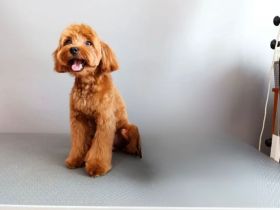 Maltipoo Rüde 1 Jahr