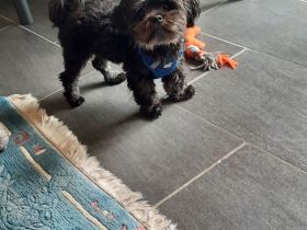 Bolonka Zwetna Deckrüde