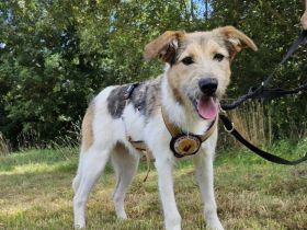 Wuscheliges Hundemädchen Paula