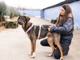 Happy End für Dusza gesucht