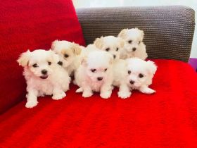 Malteser Welpen männlich und weiblich