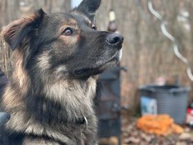 Lieber Altdeutscher Mix