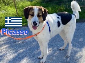 Picasso 05/23 - beeindruckender Hund sucht  neues Zuhause