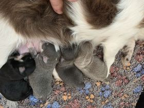 Chihuahua xl mit Ahnentafel