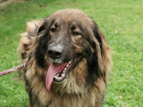 Arco, Hovawart-Kaukase- Mix, geb. 2018, sportlicher großer Familienfreund