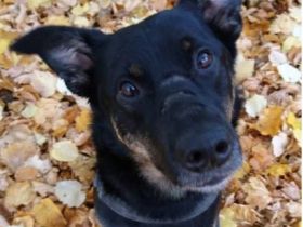 Unser Willi sucht erfahrene, souveräne Menschen.