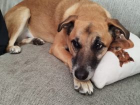 Hallo, ich bin Lasar!