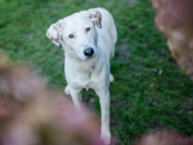 Aufgepasst, hier kommt Love! Adopt. Don´t shop.