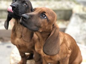 Schweißhund Welpen BGS