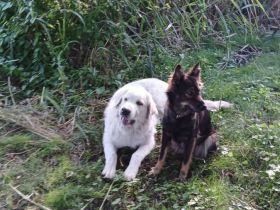 Süße Pyrenäenberghundmixe suchen ein neues Zuhause