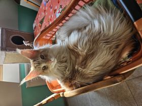 Maine Coon Kater, kastriert