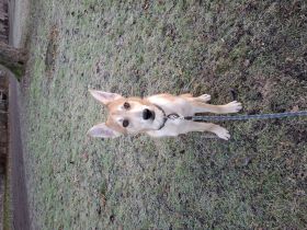 Dringend ruhiges zuhause gesucht