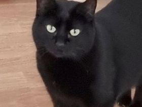 Sopresa, so lieb und noch schüchtern, braucht unbedingt bald eine Familie