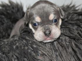 Alternativ Bulldogge