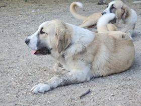 Mittelasiatischer Schäferhund welpen