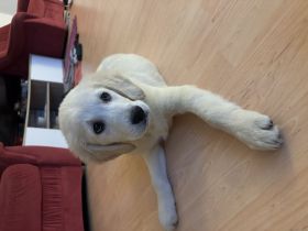 Golden Retriever Welpe