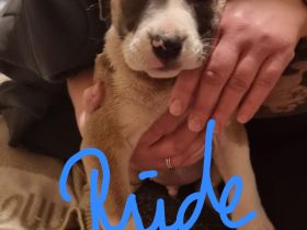 Old Englisch Bulldogge Welpen