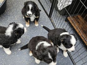 süsse knuffige Australian Shepherd Welpen mini