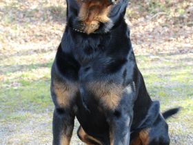 Rottweiler Deckrüde