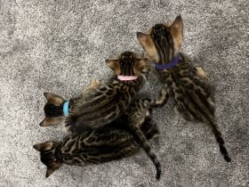 Reinrassige Bengal Kitten mit Champion-Genen | Katze