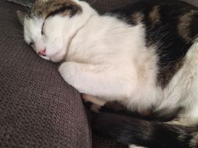 Europäische Kurzharar Kater