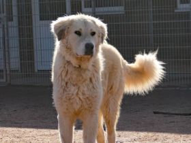 Stattlich und sensibel: Boss. Er sucht ein Zuhause.