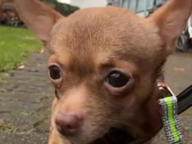 Chihuahua rüde 5 Monate alt