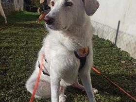 Rudeltier Johan sucht ein liebevolles Zuhause.