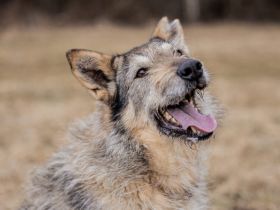 Esma liebt es zu schmusen und zu kuscheln. Vielleicht mit dir?