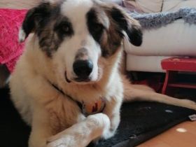 Die flauschige Laini sucht ein Zuhause.