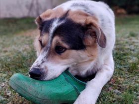 Pfiffiger Huckleberry Finn sucht ein Zuhause.