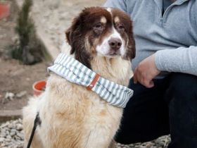 Aller guten Dinge sind drei. Dreibeinige Clementine sucht ein Zuhause