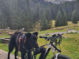 Lupi (12 Monate, Schwarzer Schäfer/Flat Coated Retriever)