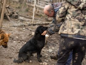 Nistru; süßer Fratz, mit weißem Latz sucht sein Zuhause.