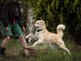 Malouk sucht eine hundeerfahrene Bezugsperson.