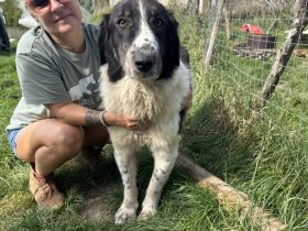 Punktnase Mukki sucht seine Familie. Adopt, don´t shop.