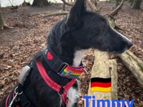 Timmy, 03/23 - süßer Podenco-Bub sucht Familie